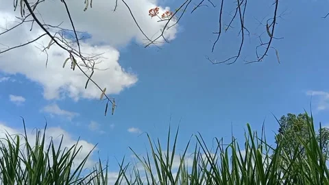The sky is blue and the branches are silent. Vídeo Stock 333896561