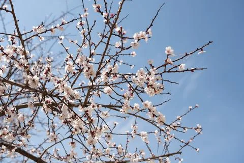 The sky is blue and the tree is in bloom. Stock Photos