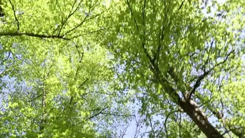 The sky is blue and the trees are green. The trees are tall and leafy. Video stock 274836190