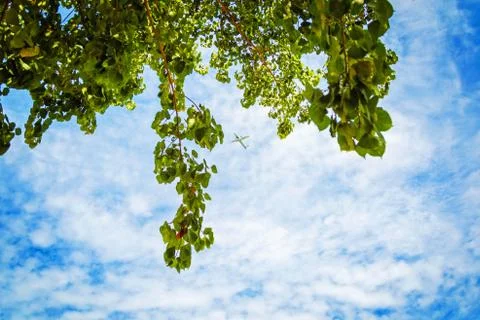 The sky is blue with clouds, a flying plane on a tree background Stock Photos
