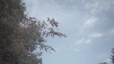 Sky, Blue, Clouds, Trees, Nature, Forest Stock Footage 143841974