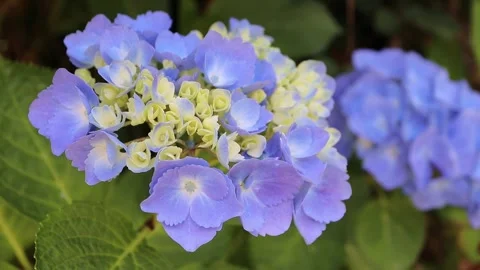 Sky blue hydrangea flowers swaying in wind macro garden video 動画素材 337870298
