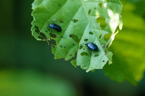 A sky blue leaf beetle eats holes in the green leaves of a bush Stock Photos