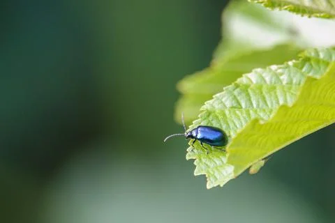 A sky blue leaf beetle eats holes in the green leaves of a bush Stock Photos