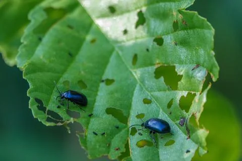 A sky blue leaf beetle eats holes in the green leaves of a bush Stock Photos