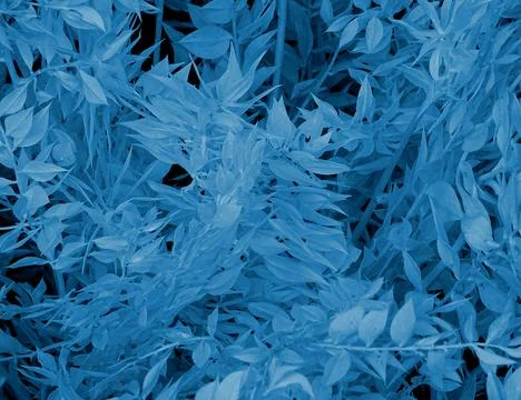 Sky Blue Tree Leaf Flora Background Stock Photos