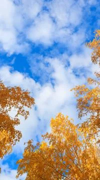 The sky is blue with white clouds and the tops of trees with yellow leaves Stock Photos
