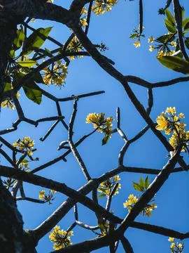 Sky branch Stock Photos
