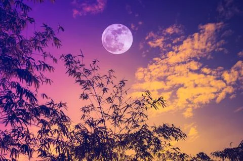 Sky with bright full moon over bamboo trees in the evening. Stock Photos