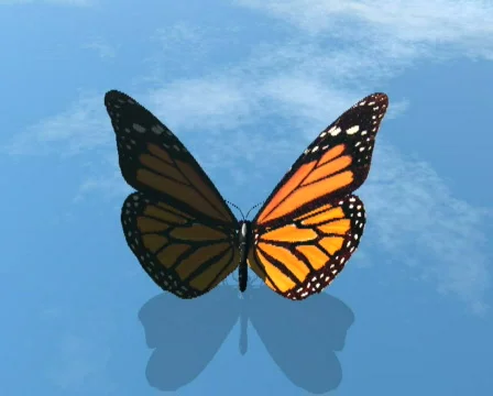 Sky butterfly motion background Stock Footage 143795