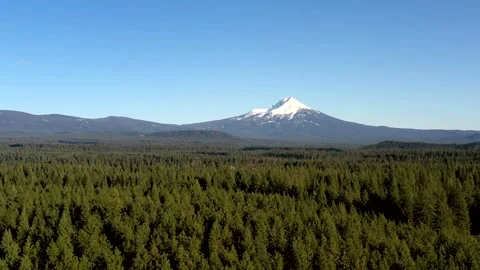 The sky is clear and blue, and the trees are lush and green Stock Footage 271584798