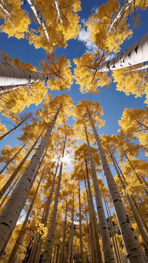 The sky is clear behind the tall trees 库存影片 321596784