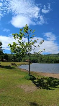 Sky on a clear day a small tree on the grass by the bay Foto stock