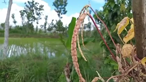 The sky is clear over the rice fields. 库存影片 334916487