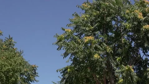 Sky clearing trees forest nature green wind Stock Footage 324086747