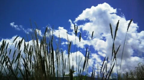 Sky, cloud and meadow Stock Footage