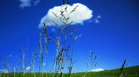 Sky, cloud and meadow Stock Footage 767038