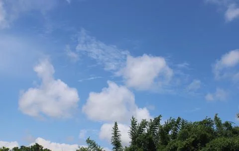 Sky, a cloudless clear blue sky with bellow tree. Stock Photos