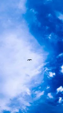 The sky, the clouds and the bird Foto stock