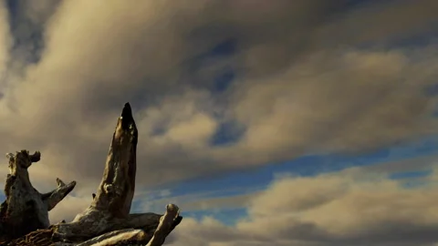 Sky with clouds and a dead tree branch in the foreground at sunset Stock Footage 340613024