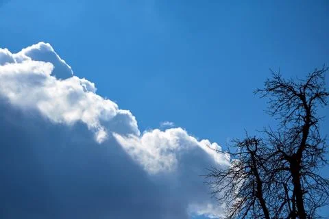 Sky clouds and tree contour Stock Photos