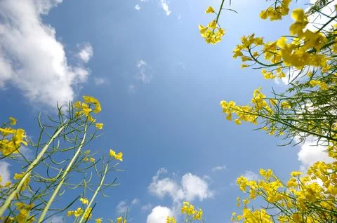 Sky, clouds and yellow rape Stock Photos