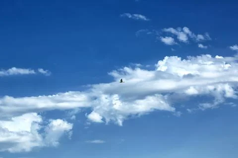 Sky clouds bird Stock Photos