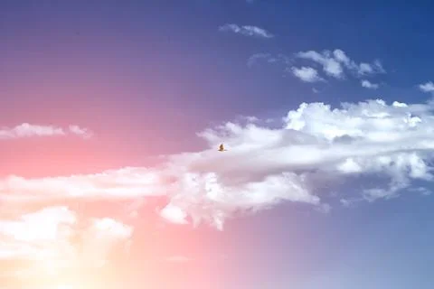 Sky clouds bird Stock Photos