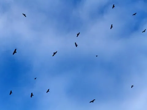 Sky clouds birds background Stock-Fotos