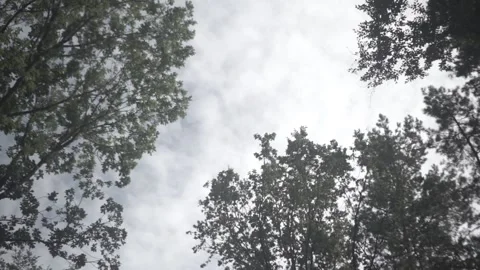 Sky, Clouds, Cloudy, Green, Forest, Nature Stock Footage 143841991