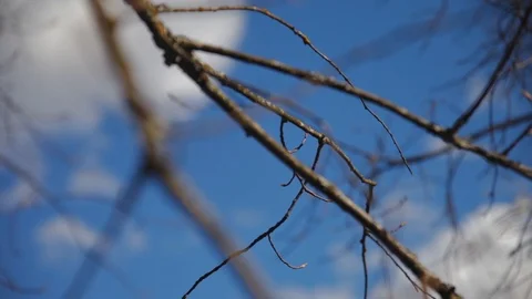 Sky with clouds in the foreground branches without leaves Stock Footage 97411017