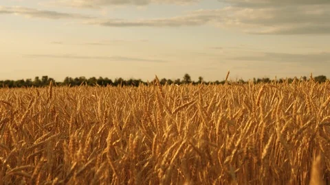 Sky with clouds over a field of wheat. beautiful ears with ripe grain sway in Stock Footage 114804551