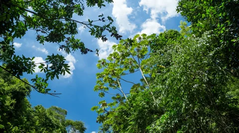 Sky with clouds passing over the treetops Stock Footage 35598835