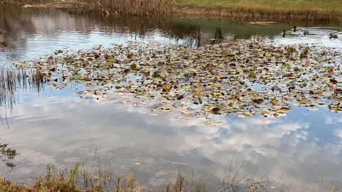 Sky with clouds reflecting in the water with water lilies in autumn Stock Footage 118578456
