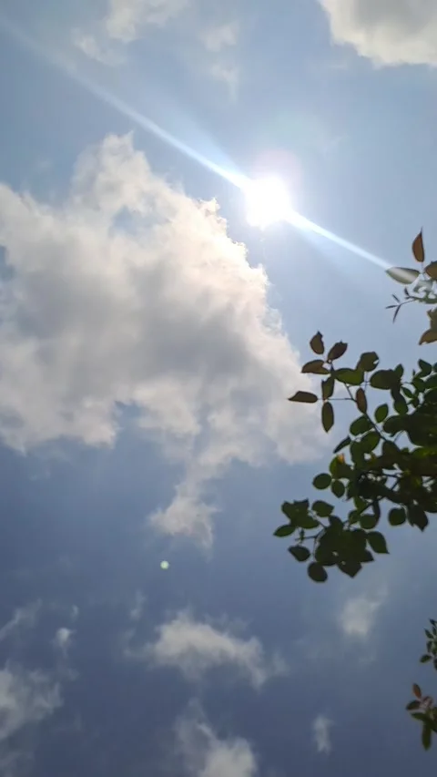 Sky with Clouds, Sunlight, and Plant Leaves Stock Footage 315034883