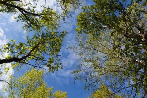 The sky with clouds through foliage of trees Stock Photos