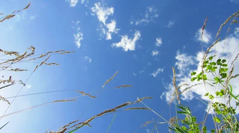 Sky Clouds Through Grass HD Stock Footage 30196423