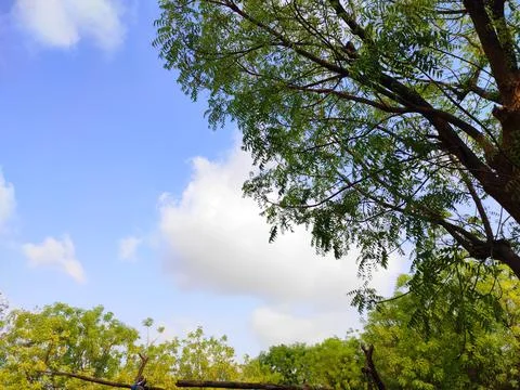 Sky Clouds Weather Background With Tree Stock Photos