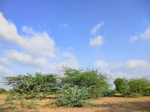 Sky Clouds Weather Background With Tree Stock Photos