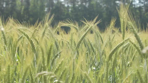 Sky Clouds Wheat Field Summer Fertile Background. Spikelets of Wheat With G.. Stock-Footage 304969109