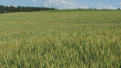 Sky Clouds Wheat Field Summer Fertile Background. Spikelets of Wheat With G.. Video stock 343655323