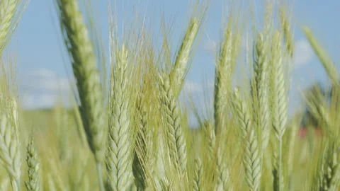 Sky Clouds Wheat Field Summer Fertile Background. Spikelets of Wheat With G.. Video stock 343663753