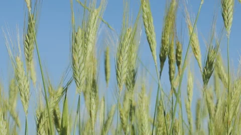 Sky Clouds Wheat Field Summer Fertile Background. Spikelets of Wheat With G.. Video stock 343664550