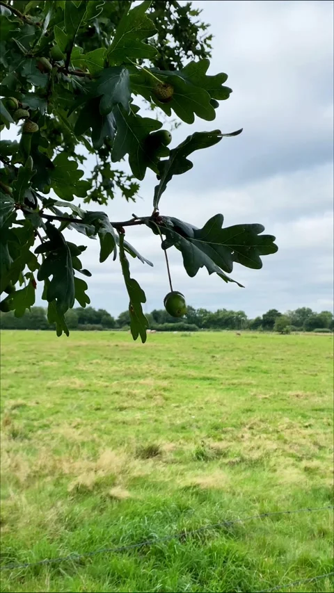 Sky, cloudscape, cloudy, weather, clouds, nature, storm, dark, blue Stock Footage 284446450