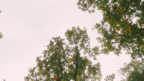 The sky is cloudy and the trees are green Stock Footage 303996458