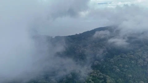 The sky is cloudy and the trees are covered in mist Vídeo Stock 332202108