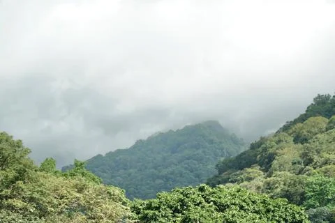 The sky is cloudy and the trees are green Stock Photos