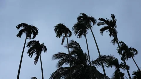 The sky is cloudy before the rain. Stock Footage 341486421