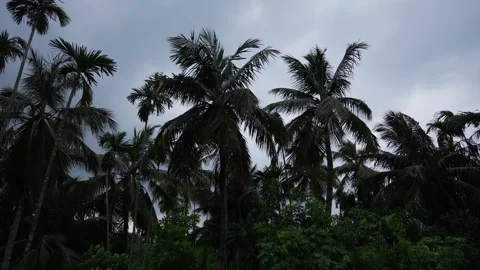 The sky is cloudy before the rain. Stock Footage 341486629