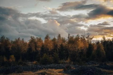 The sky is cloudy, while trees stand prominently in the foreground Foto stock